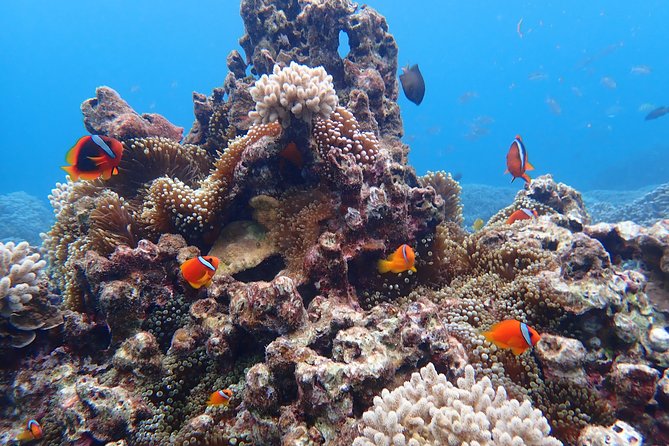 [Okinawa Miyako] Natural Aquarium! Tropical Snorkeling With Colorful Fish! - Meeting Point and Pickup Details