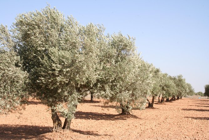 Olive Oil and Navarre Winery Visit With Tastings and Lunch in Small Group Tour - Olive Oil Tasting