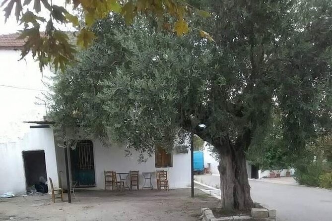 Olive Oil Tour - From Athens - Olive Picking Experience