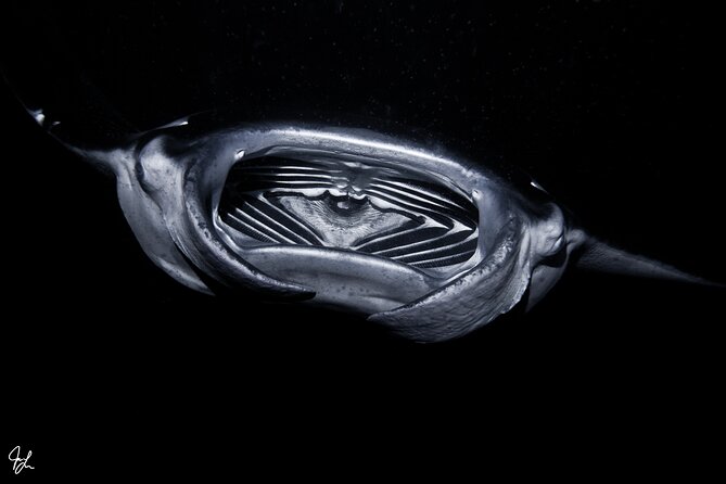 One Tank Manta Night Dive and Snorkel - Manta Ray Night Dive