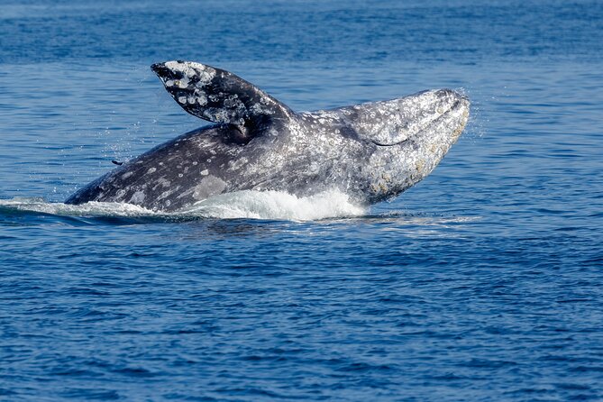 Only Wildlife and Whale Watching Tour Leaving From Seattle - Wildlife Experience
