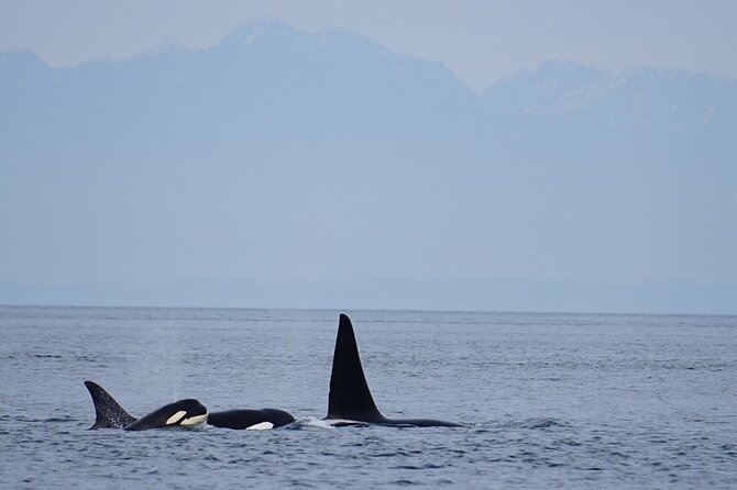 Orca Whale Tour Near Seattle Review - Meeting and Pickup Information