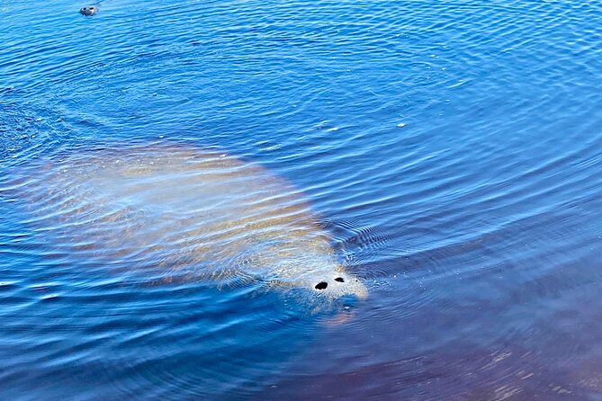 Ormond Beach Manatee and Nature Tour Kayaking or Paddle Boarding - Kayaking and Paddle Boarding Activities