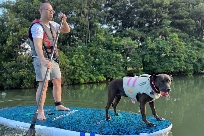 Paddle Board Haleiwa With Rescue Dogs - Embarking on the Paddle Board Journey