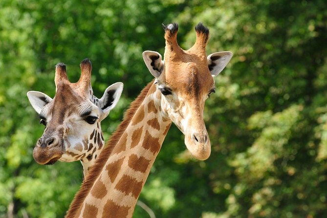 Pafos Zoo Visit & Blue Lagoon Cruise With Local Guide Limassol - Blue Lagoon Cruise