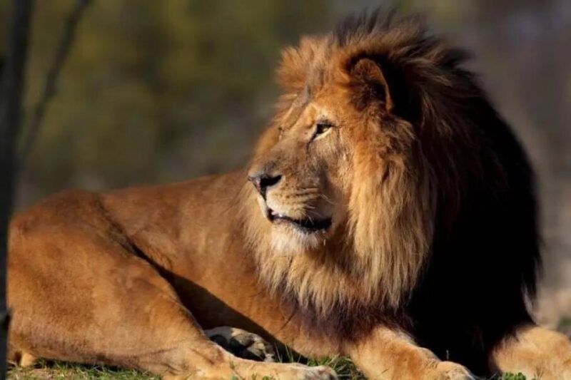 Paris: Paris Zoological Park Entrance Ticket - Park Refurbishment and Biozones