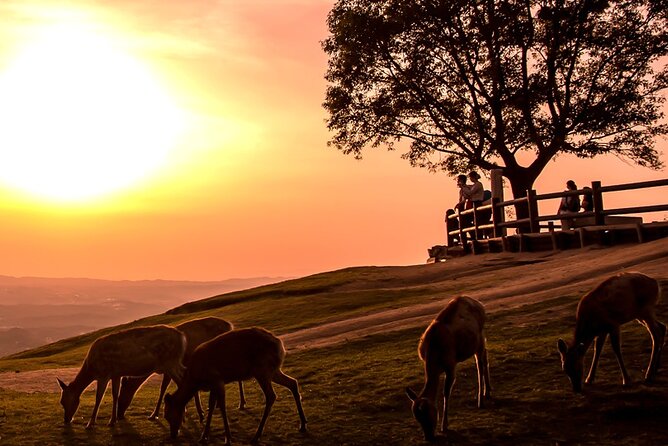 Perfect Nara Park Half-Day Bus Tour With English Speaking Guide - Inclusions