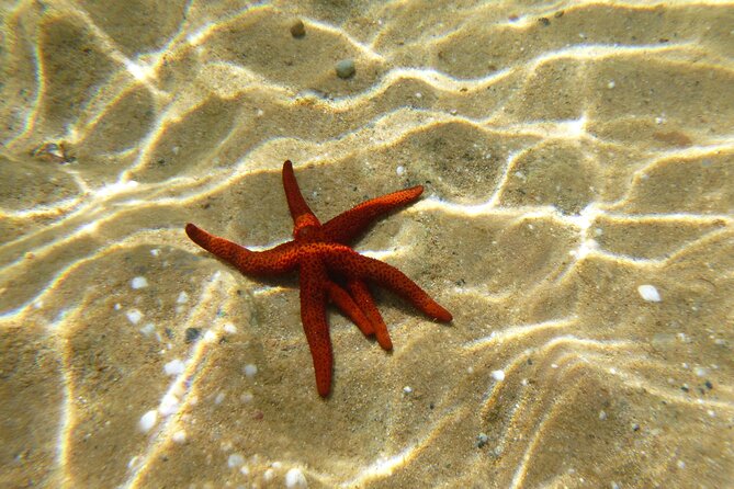 Private 1-Hour Guided Snorkeling Adventure With Go Pro Pictures - Whats Included