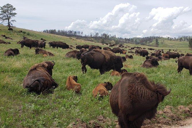 Private 5 Hour Black Hills Tour With Local Experts - Immerse in Natures Wonders