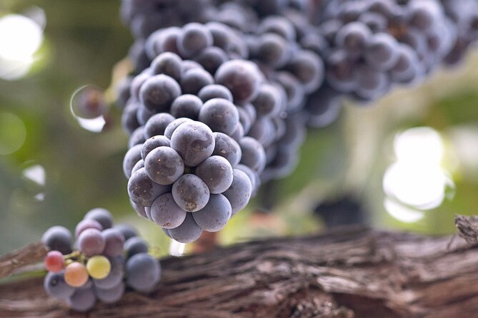 Private All-Inclusive Santa Ynez Wine Tour From Santa Ynez Valley - Inclusions and Logistics