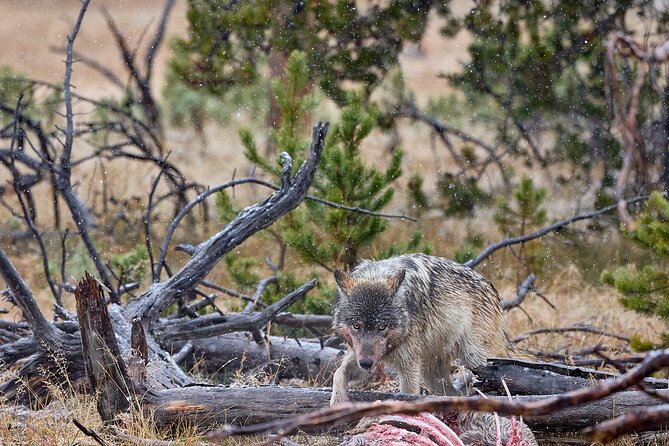 Private, Bespoke, Yellowstone Photography Safari - Half Day - Inclusions