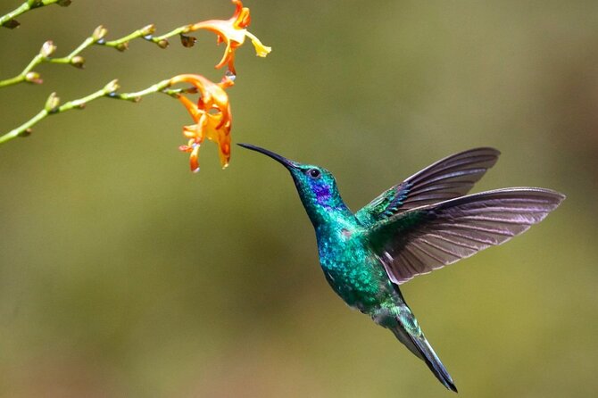Private Bird Watching Tour in Kingston Jamaica With Lunch - Meeting and Pickup Information