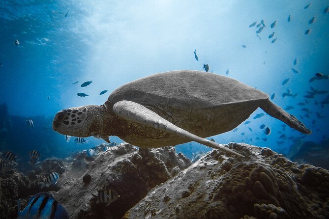 Private Boat Cruise of Waikiki! Snorkel, Sightseeing, Sea Life! - Snorkeling Opportunities and Marine Life
