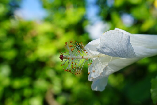Private Botanical Garden Experience in the Heart of Maui - An Exclusive Private Experience