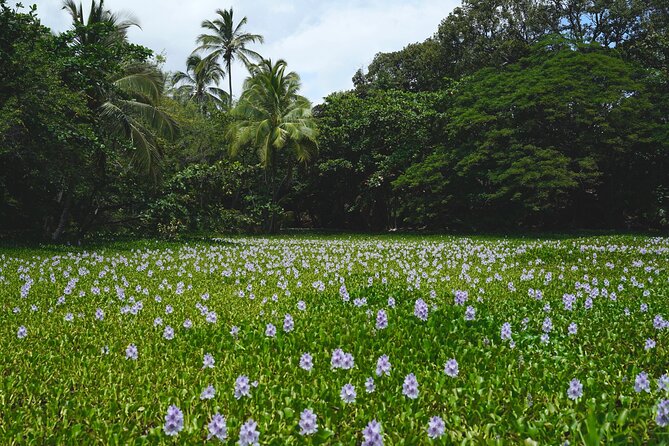 Private Customized Big Island Adventure Tour Review - Inclusions and Amenities