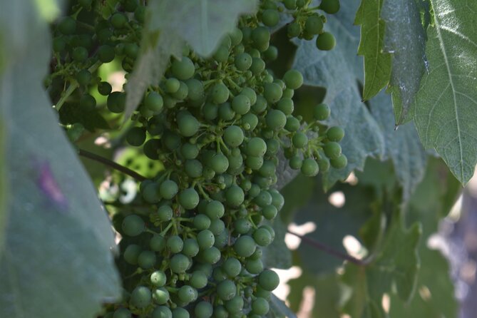 Private, Customized Napa Valley Wine Tasting Tour 10 Passenger - Customizable Itinerary for Your Group
