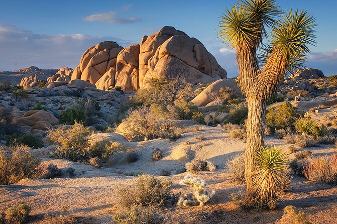 Private Day Tour to Joshua Tree National Park From San Diego - Pickup Information