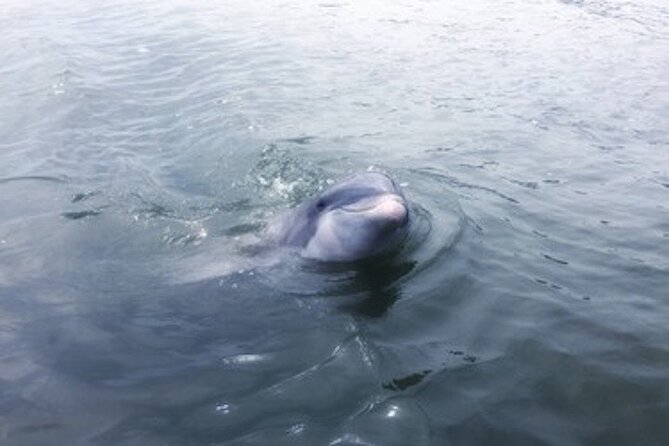 Private Disappearing Island Dolphin Tour Review - Dolphin Sighting and Disappearing Island