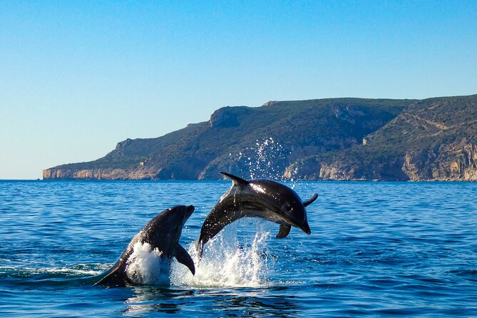 Private Dolphin Watching in Arrábida Natural Park - Accessibility Features