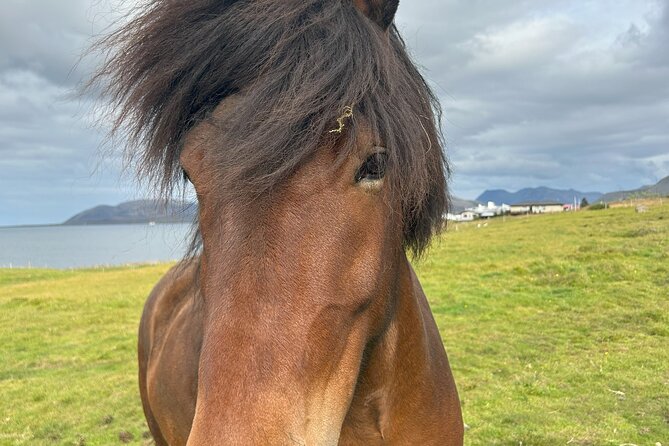 Private Full Day Tour in Snaefellsnes Iceland - Pickup and Drop-off Arrangements