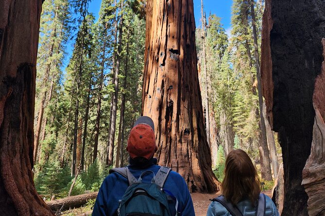Private Guided Hiking Tour - Sequoia National Park - Tour Experience and Guide
