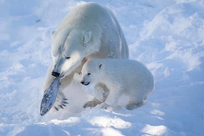 Private Guided Lapland Ranua Zoo Tour From Rovaniemi - Pricing Details