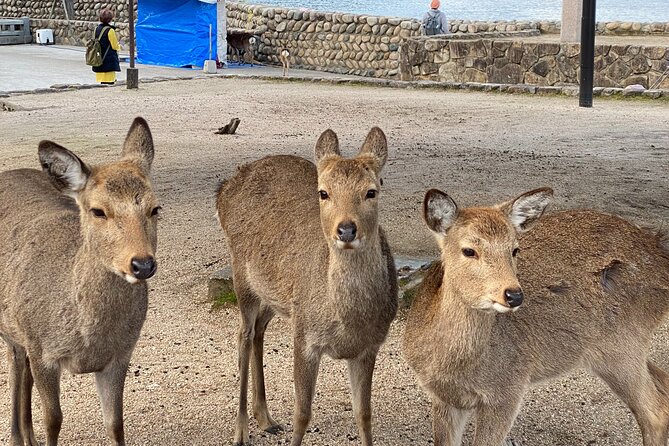 Private Hiroshima and Miyajima Guided Tour - Inclusions