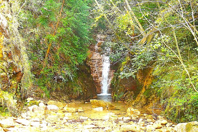 Private Historic Road Hike in the Healing Forest of Arima - What to Expect on the Tour