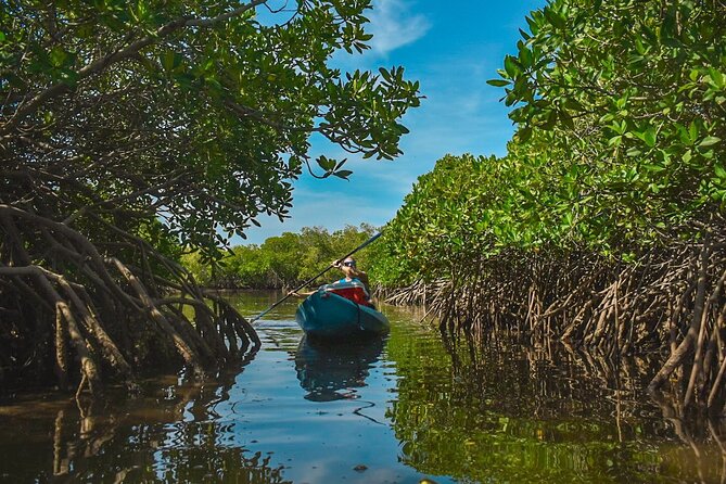 Private Kayaking Adventure Around the Mangroves and La Paz Bay - The Guided Experience