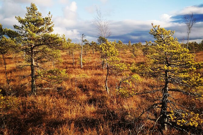 Private Kemeri National Park Bog Walking Trail - Bog Walking Trail