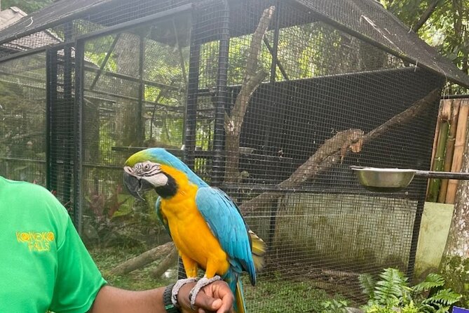 Private Konoko Falls and Sightseeing Tour From Ocho Rios - Tour Inclusions