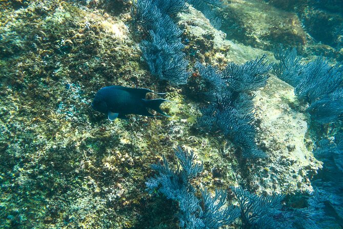 Private Los Cabos Snorkeling Tour to Chileno Bay and Santa Maria Cove - Included Amenities