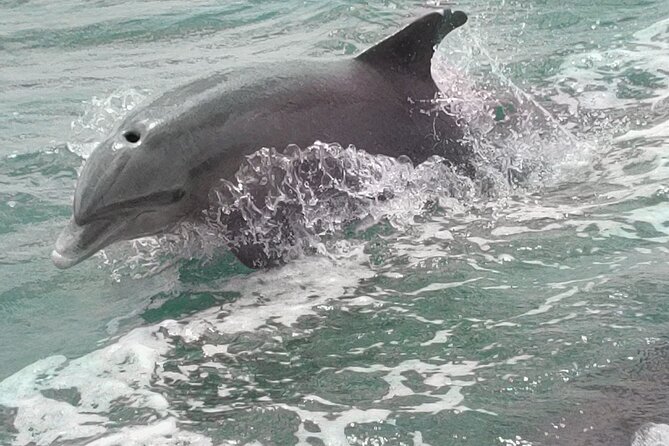 Private Morning Tiki Boat Eco Cruise in Key West - What to Expect on the Cruise