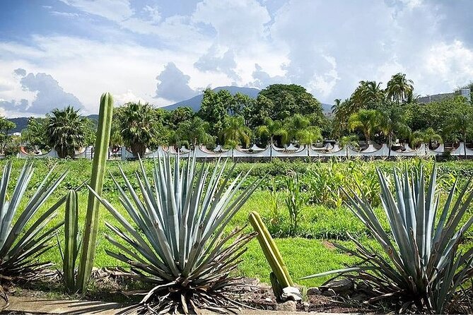 Private One Day Adventure Tour in Tequila and La Fortaleza Distillery - Pickup and Transportation