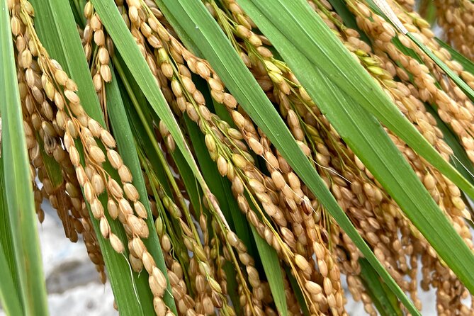 Private Rice Agriculture Experience in Mie - Included Amenities