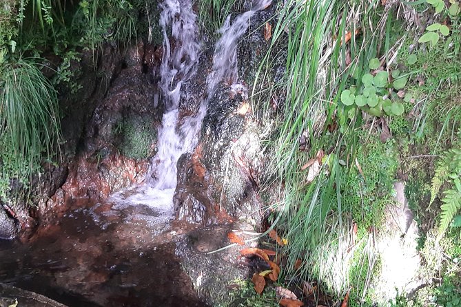 Private Service VIP Levada Dos Cedros – Fanal Walk - Included Services