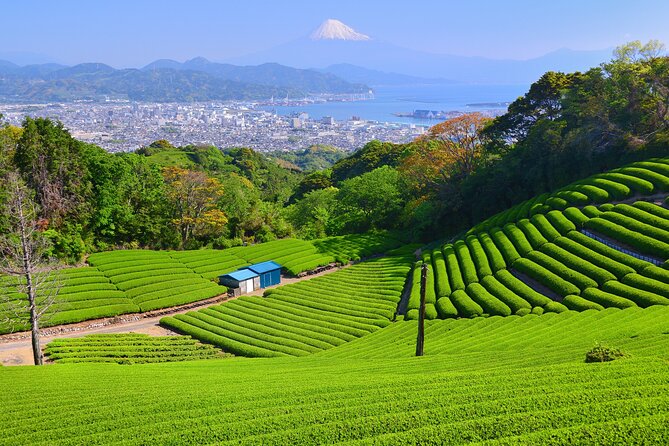 Private Shizuoka Tour From Shizuoka Station /Small Bus - Meeting and Pickup