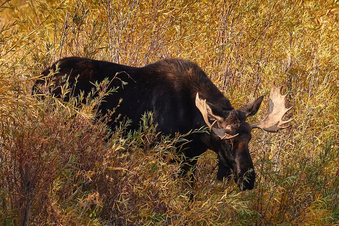 Private Snake River Scenic Float With Teton Views - Wildlife Sightings During the Float Trip