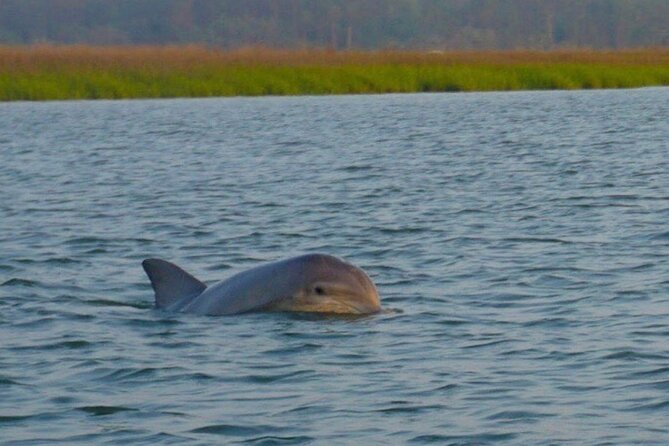 Private Sunset and Fireworks Dolphin Tour (6 People Max) - Experience the Beauty of the Lowcountry Sunset