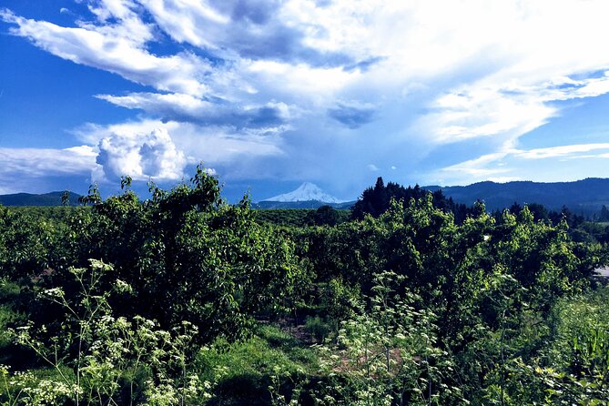 Private Tour at The Hood-Columbia Loop: Timberline, Orchards, and Waterfalls - Highlights of the Mount Hood Region