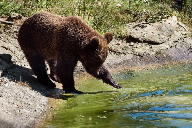Private Tour Bear Sanctuary & City of Brasov One Day Trip - Tickets Included - Whats Included in the Package