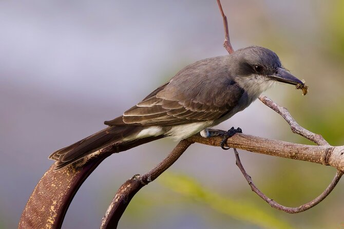 Private Tour Bird Watching in St Lucia - Pickup Arrangements