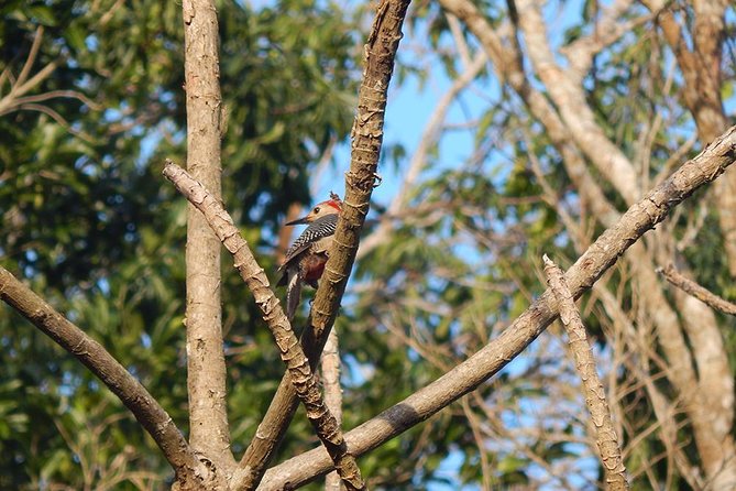 Private Tour: Birdwatching Playa Del Carmen - Pricing Details
