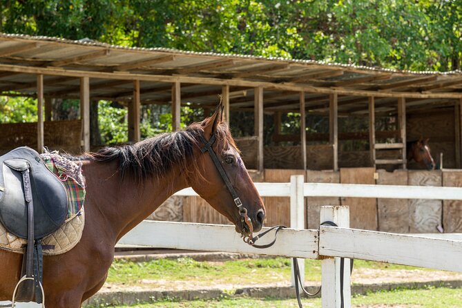 Private Tour Horseback Riding and Beach in St Lucia - Transportation Details