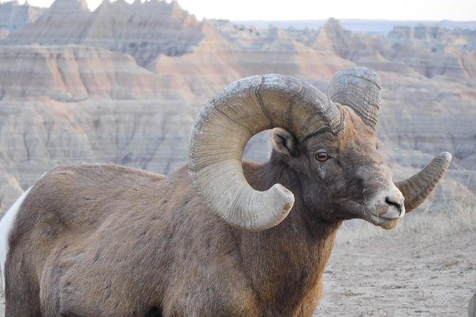 Private Tour of the Badlands With Local Experts - Family-Friendly Features