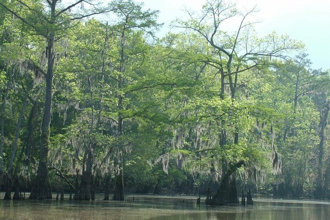 Private Tour of the Honey Island Swamp - Meeting and Departure Information