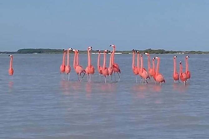 Private Tour: Pink Flamingos, Maya Temples and Ek Balam - Pickup Information