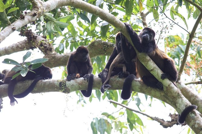 Private Tour Punta Laguna Monkey Sanctuary Zip Line - Location Details