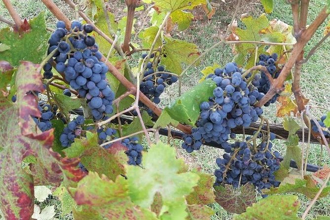 PRIVATE TOUR: Visit Siena and Chianti With Lunch & Wine Tasting Experience - Sienas Architectural Gems