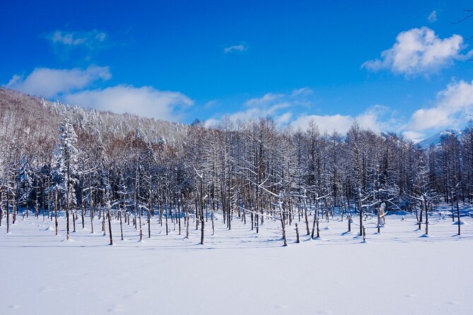 Private Transfer New Chitose Airport to Hokkaido Attractions - Accessibility and Participation